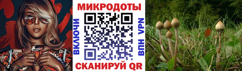 Галлюциногенные грибы Psilocybe  Купить  Нязепетровск 